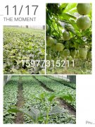 广西百香果苗有哪些类型呢？