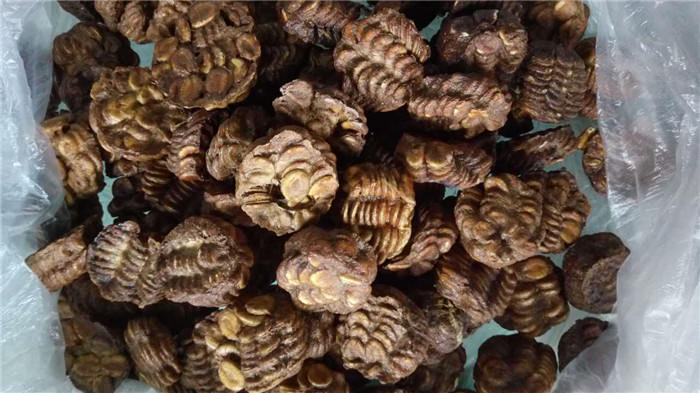 罗汉果如何进行嫁接繁殖？