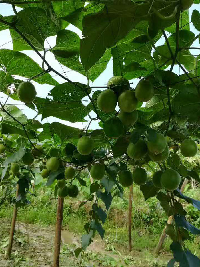 广西罗汉果苗厂家