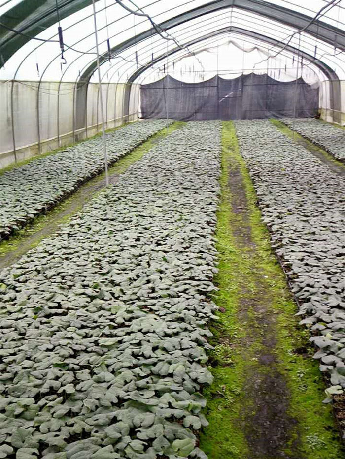 罗汉果苗哪家好