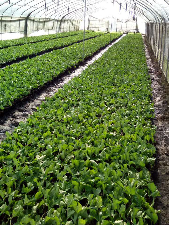 百香果苗哪家好