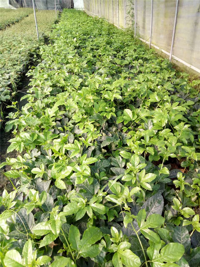 百香果苗批发价格