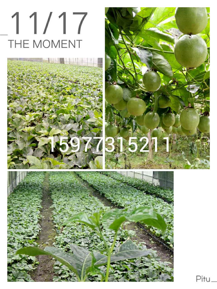 百香果苗种植