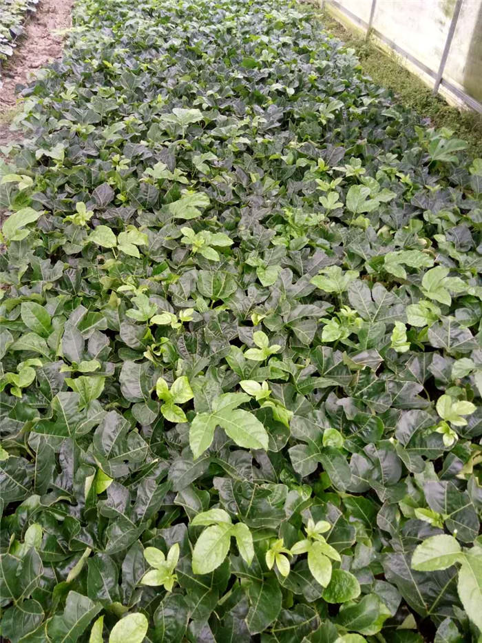 广西百香果苗厂