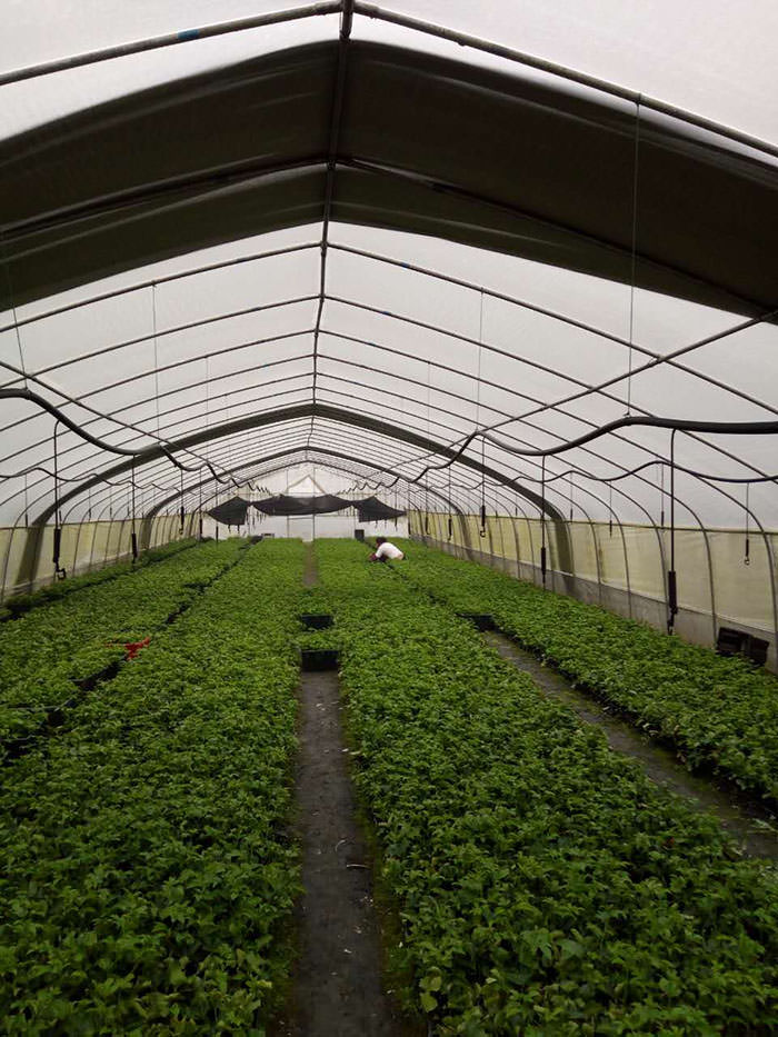 黄金百香果苗厂家