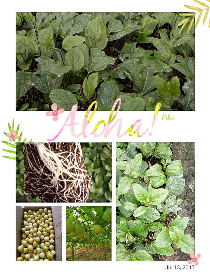 黄金百香果苗供应