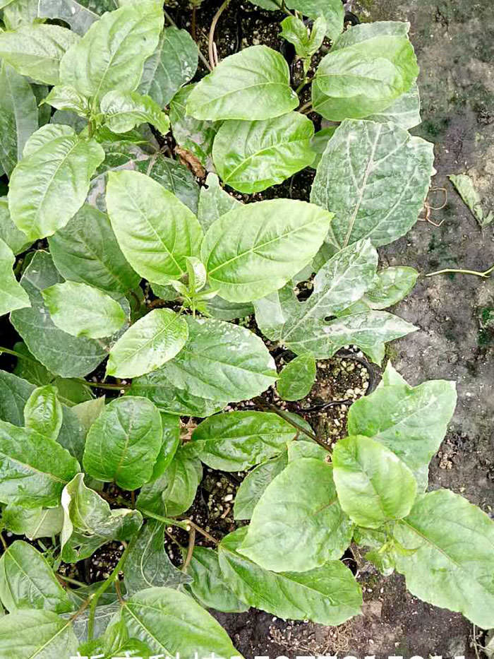 黄金百香果苗价格