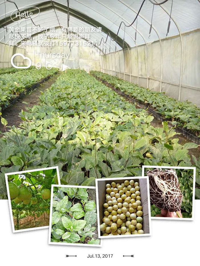 黄金百香果苗种植