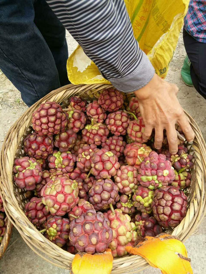 黑老虎果苗供应商
