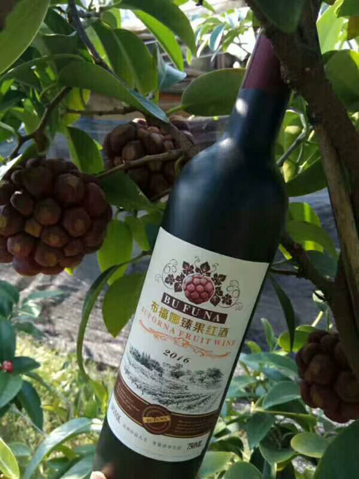 黑老虎苗哪家好