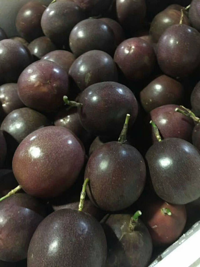 紫色百香果种植