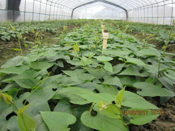 罗汉果苗供应商