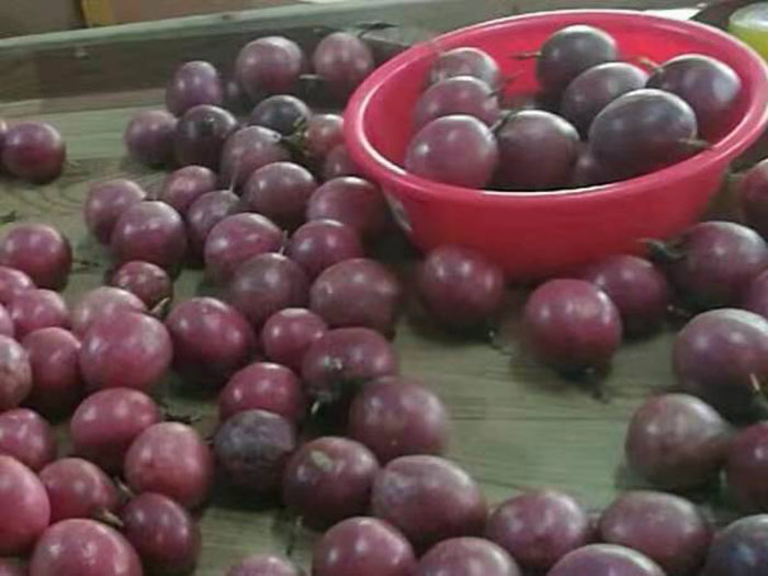 紫色百香果出售