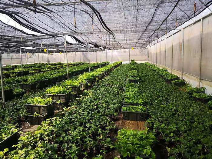 百香果苗供应商