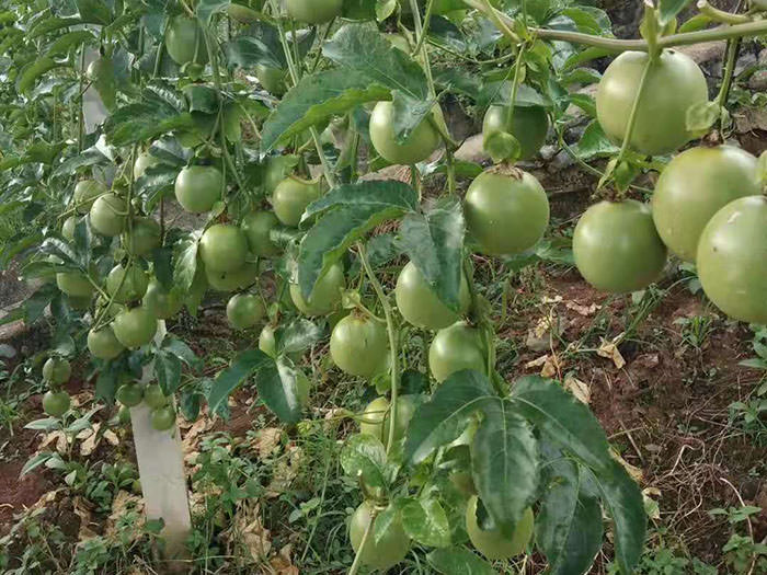 百香果苗