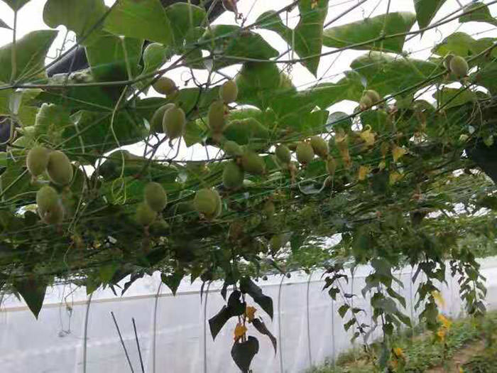 罗汉果苗批发出售