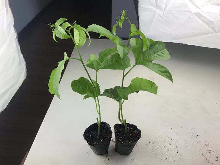 百香果苗